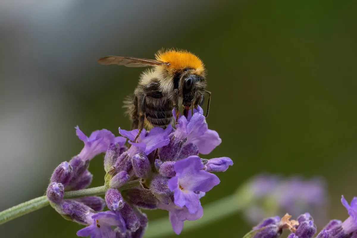 A Beginner's Guide to Planting for Bees in a Small UK Garden