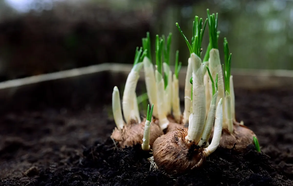 Five Reasons Your Wildflower Seeds Didn't Germinate