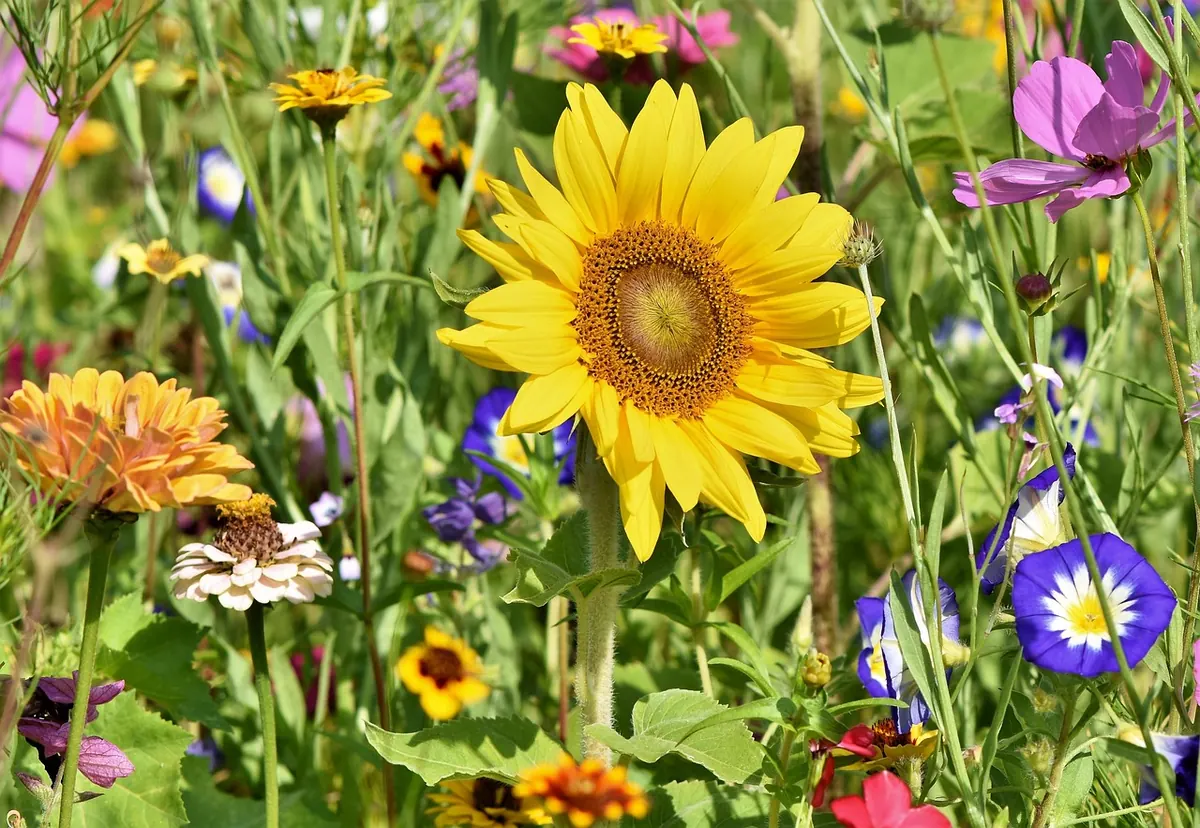How to Sow a Wildflower Patch in a Small Back Garden
