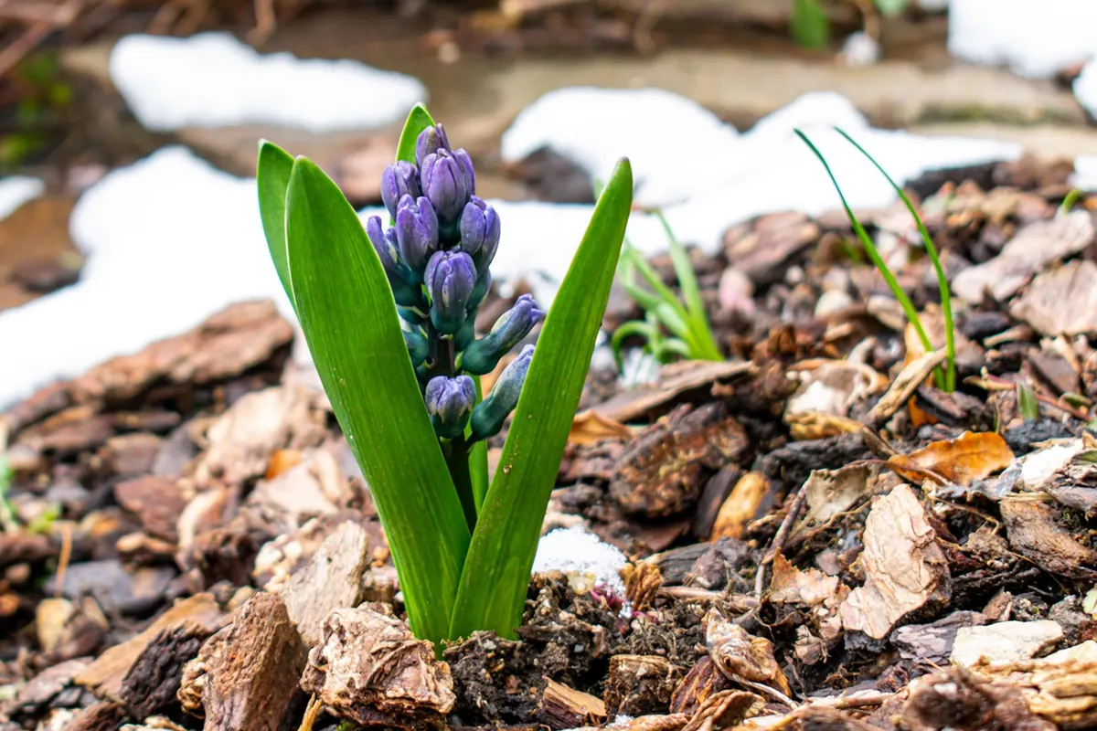 Leaf Mould, Compost or Bark Chips? Choosing the Right Mulch for Your Borders