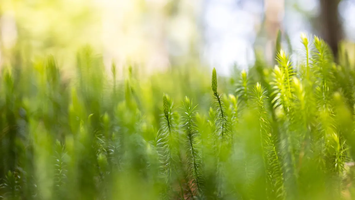 Moss in a UK Lawn: Why It Appears and How to Remove It Without Chemicals
