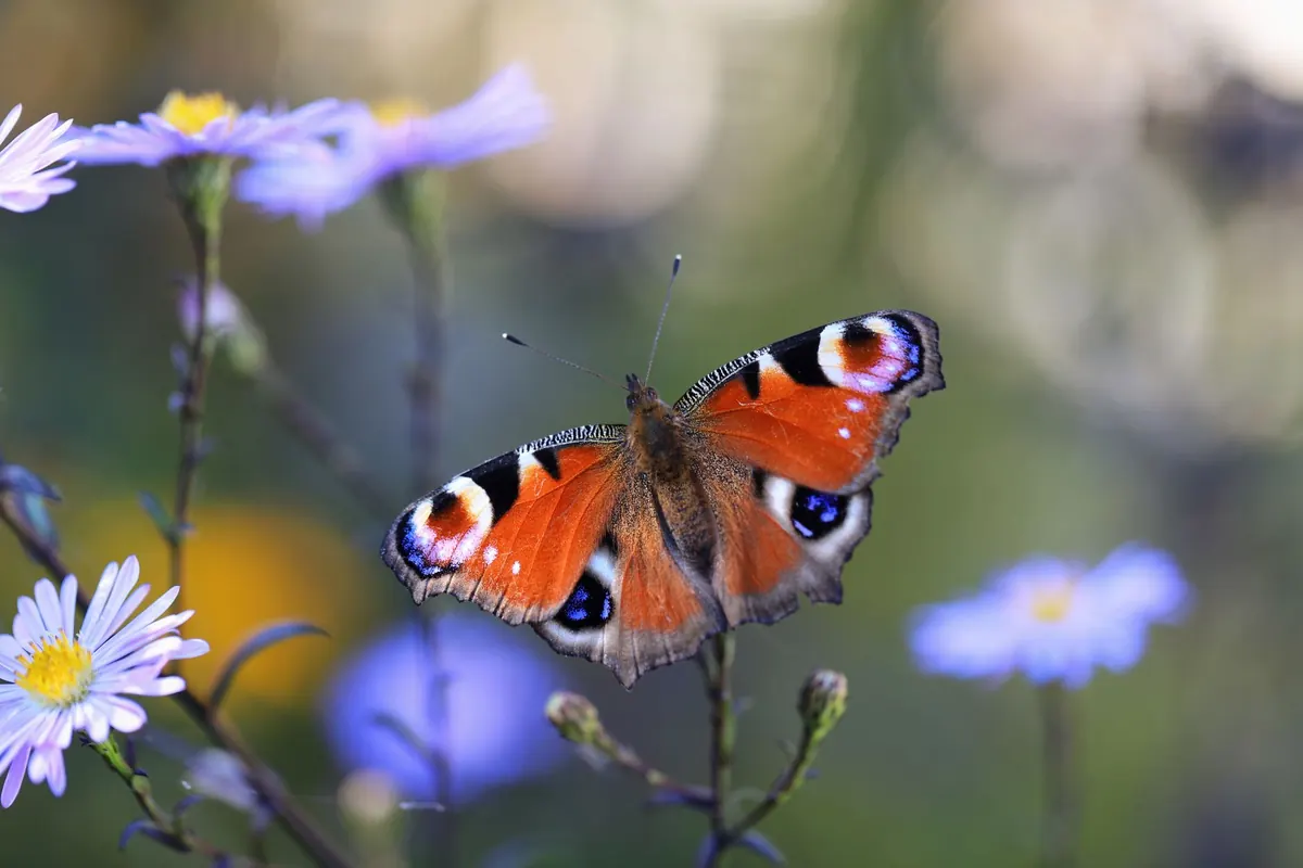 Plants That Feed Pollinators from July to October