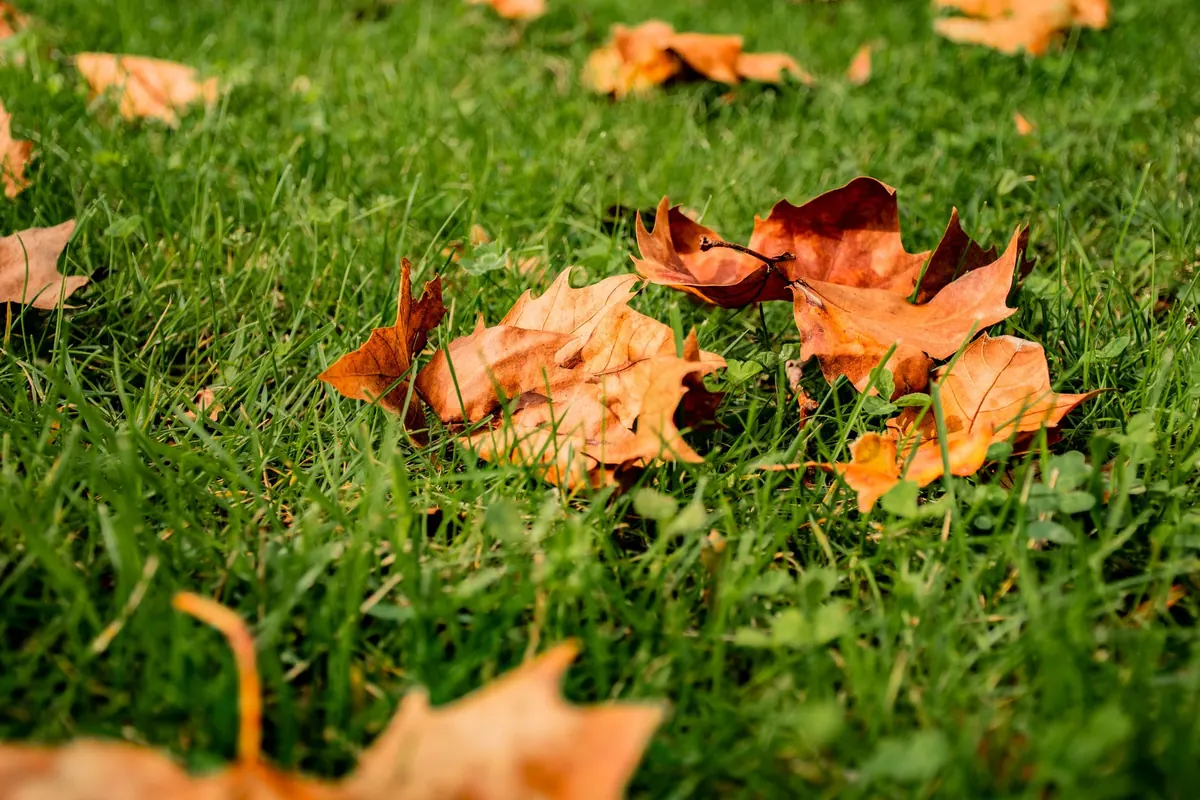 Why Your Lawn Has Yellow Patches in Spring (and How to Fix Them)