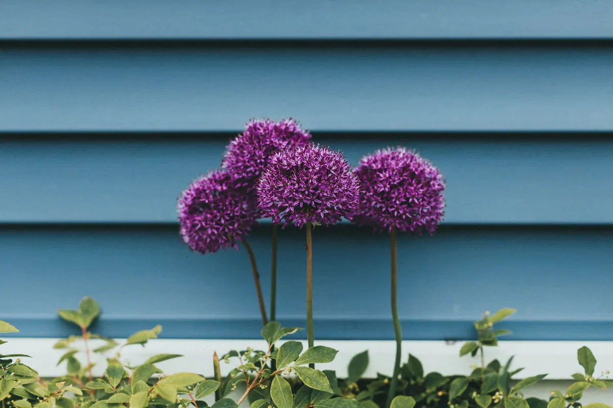 Your First Year of Gardening: A Beginner's Checklist for a Low-Maintenance UK Border